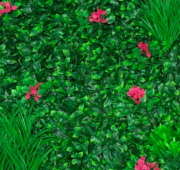 Bougainvilliers