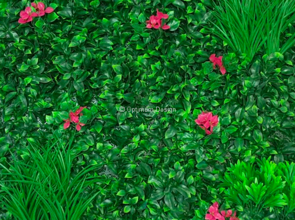Bougainvilliers