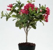 Rhododendron fushia 60 cm