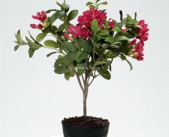 Rhododendron fushia 60 cm