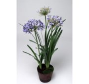 Agapanthe bleue 100 cm