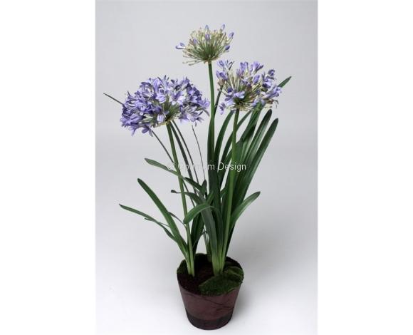 Agapanthe bleue 100 cm