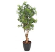 Aralia nitida 165 cm