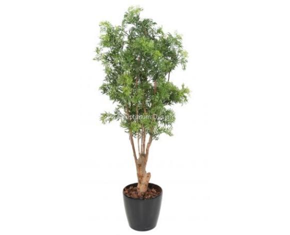Aralia nitida 165 cm