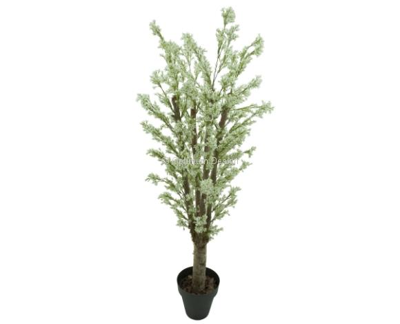 Amandier crème 120 cm