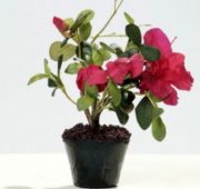 Azalée fushia 25 cm