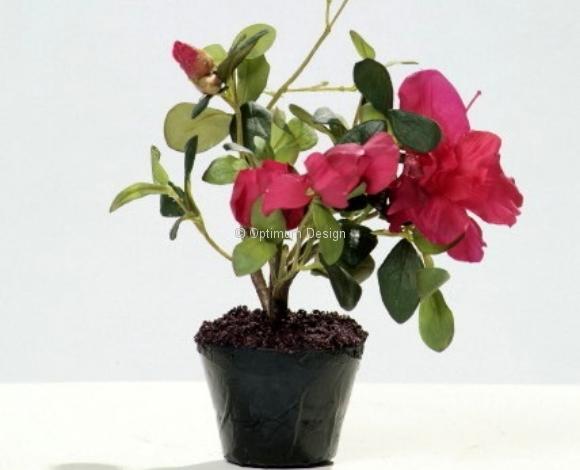 Azalée fushia 25 cm