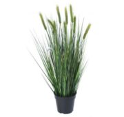 Graminée blé 75 cm