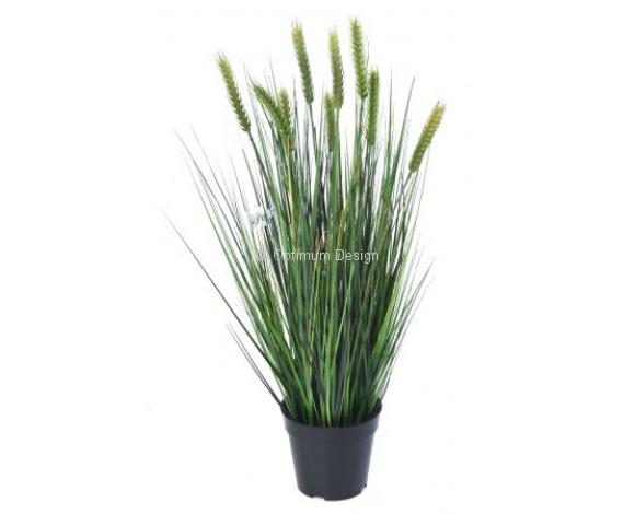 Graminée blé 75 cm