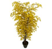 Bouleau betula jaune