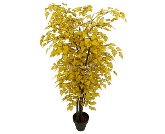 Bouleau betula jaune
