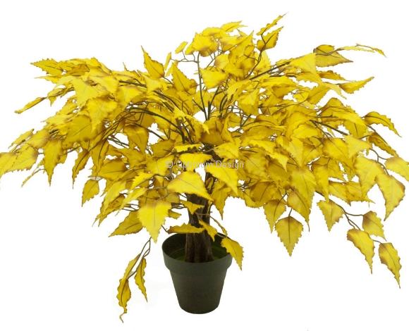 Bouleau mini betula jaune 50 cm
