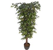 Bouleau vert feuillu