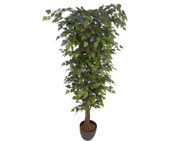 Bouleau vert feuillu