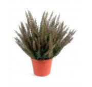 Bruyère large rose en pot 35 cm
