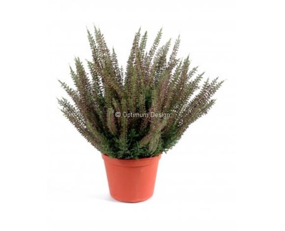 Bruyère large rose en pot 35 cm