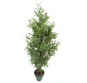 Caroubier court vert 80 cm