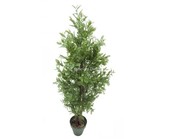 Caroubier court vert 80 cm