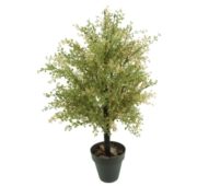 Crasula Automne 65 cm