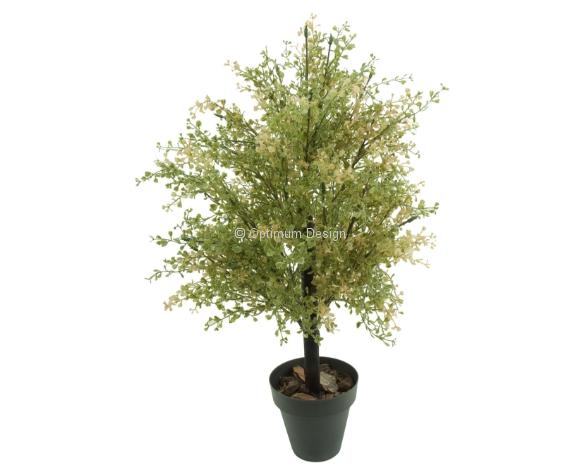 Crasula Automne 65 cm