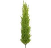 cypres-vert-clair