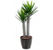 Pachypodium 100 cm
