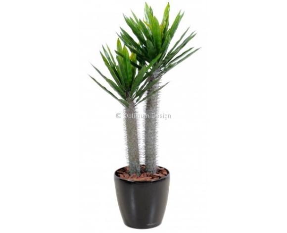 Pachypodium 100 cm