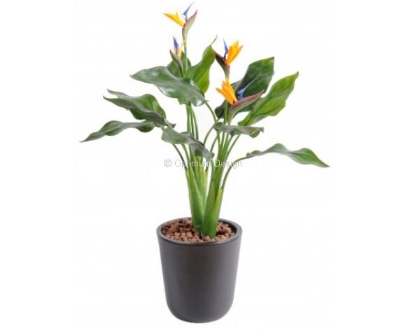 Strelizia 65 cm