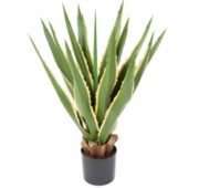Furcraea vert panaché 80 cm