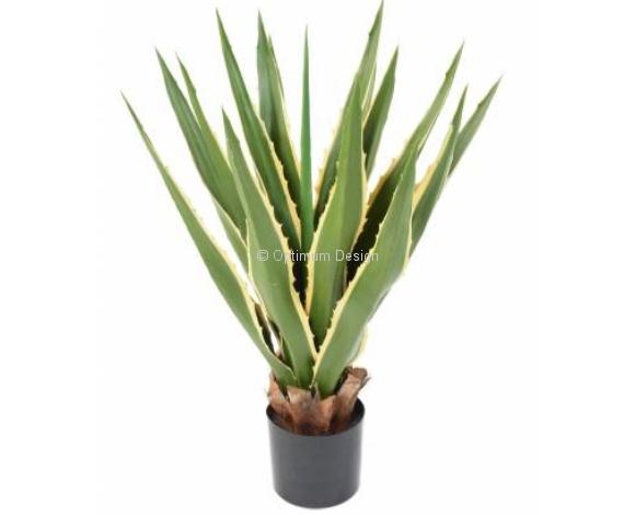 Furcraea vert panaché 80 cm