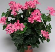 Géranium luxury rose 35 cm