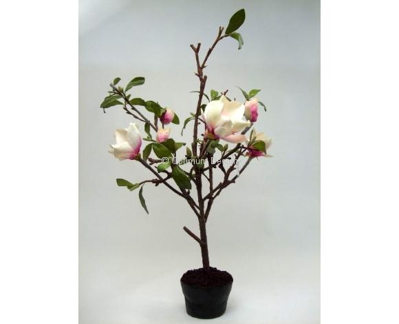 Plante fleurie magnolia 75 cm