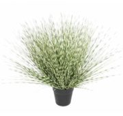 Plante verte miscanthus 55 cm