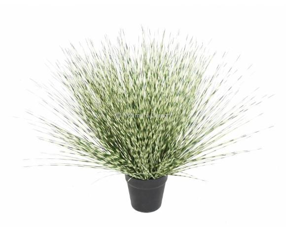 Plante verte miscanthus 55 cm