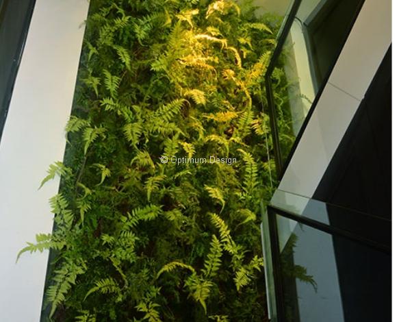 mur-vegetal-fougere-optimum-desgin