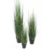 Graminée presle grass 120 cm