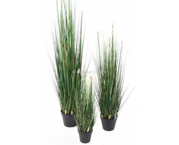 Graminée presle grass 120 cm
