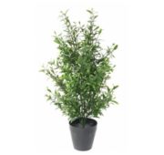 Sauge en pot 55 cm