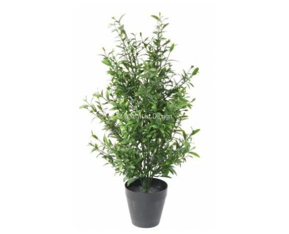 Sauge en pot 55 cm