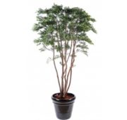 Saule USA 175 cm