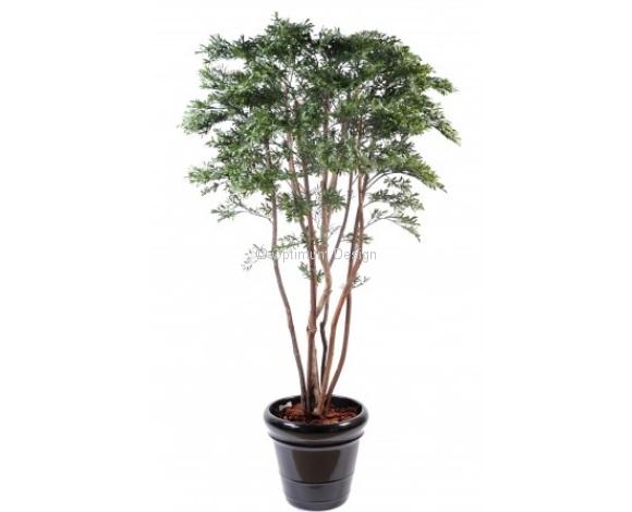 Saule USA 175 cm