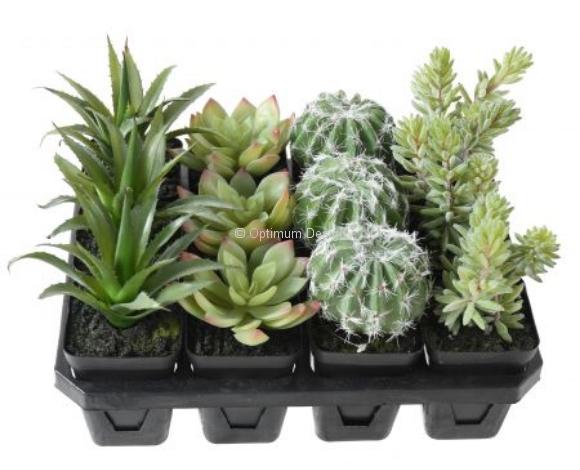Succulent assortiment x12