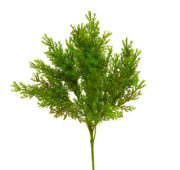 thuya-vert