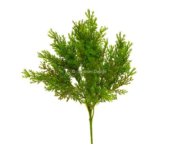 thuya-vert