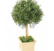 Plante verte thé canne en pot
