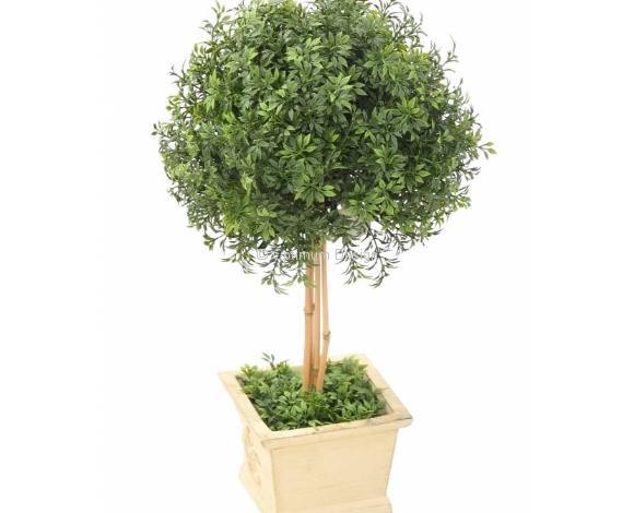 Plante verte thé canne en pot