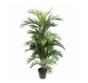 Areca palm
