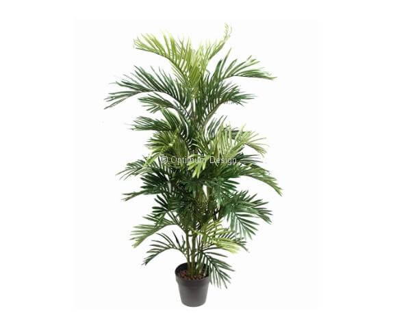 Areca palm