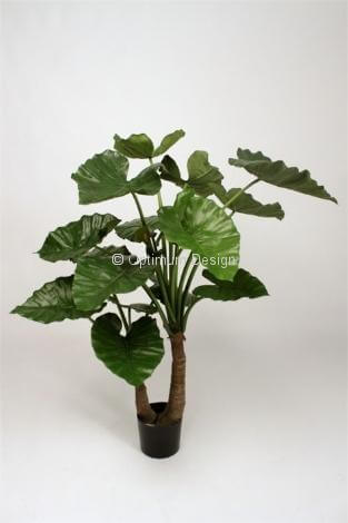 Alocasia double tronc 110 cm