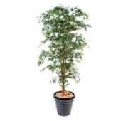 Aralia érable vert en pot 150 et 180 cm